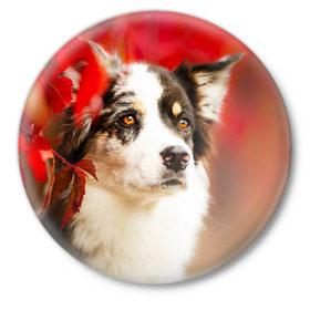 Значок с принтом Бордер колли в красных листьях в Петрозаводске,  металл | круглая форма, металлическая застежка в виде булавки | border collie | dog | бордер колли | красный | листья | осень | собака