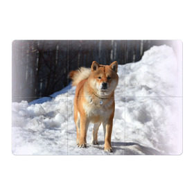 Магнитный плакат 3Х2 с принтом Акита-ину в Петрозаводске, Полимерный материал с магнитным слоем | 6 деталей размером 9*9 см | Тематика изображения на принте: акита | животное | животные | ину | овчарка | пес | песик | псы | сиба | собака | собаки | шиба