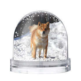 Снежный шар с принтом Акита-ину в Петрозаводске, Пластик | Изображение внутри шара печатается на глянцевой фотобумаге с двух сторон | акита | животное | животные | ину | овчарка | пес | песик | псы | сиба | собака | собаки | шиба