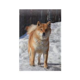 Обложка для паспорта матовая кожа с принтом Акита-ину в Петрозаводске, натуральная матовая кожа | размер 19,3 х 13,7 см; прозрачные пластиковые крепления | акита | животное | животные | ину | овчарка | пес | песик | псы | сиба | собака | собаки | шиба