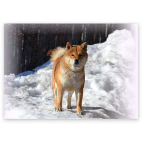 Поздравительная открытка с принтом Акита-ину в Петрозаводске, 100% бумага | плотность бумаги 280 г/м2, матовая, на обратной стороне линовка и место для марки
 | акита | животное | животные | ину | овчарка | пес | песик | псы | сиба | собака | собаки | шиба