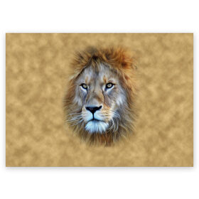 Поздравительная открытка с принтом Лев в Петрозаводске, 100% бумага | плотность бумаги 280 г/м2, матовая, на обратной стороне линовка и место для марки
 | голова | животные | кошка | лев | львица | природа | хищник