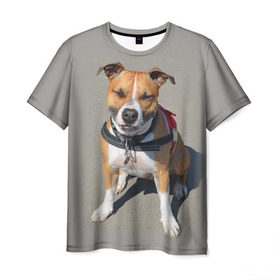 Мужская футболка 3D с принтом Стаффордшир в Петрозаводске, 100% полиэфир | прямой крой, круглый вырез горловины, длина до линии бедер | животные | пес | питбуль | природа | собака | стафф | стаффордшир | стаффордширский терьер