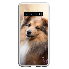 Чехол для Samsung Galaxy S10 с принтом Шелти в Петрозаводске, Силикон | Область печати: задняя сторона чехла, без боковых панелей | dog | взгляд | колли | собака