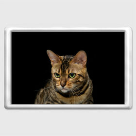 Магнит 45*70 с принтом Бенгальский кот в Петрозаводске, Пластик | Размер: 78*52 мм; Размер печати: 70*45 | bengal cat | cat | бенгальская кошка | бенгальский | кот | котик | коты | кошки