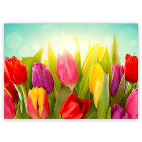 Поздравительная открытка с принтом Тюльпаны в Петрозаводске, 100% бумага | плотность бумаги 280 г/м2, матовая, на обратной стороне линовка и место для марки
 | бабушке | девочке | девушке | дочке | желтые цветы | женщине | маме | подруге | природа | розовые цветы | розы | сестре | теще | тюльпаны | цветы