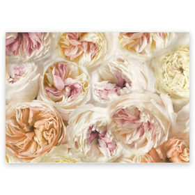 Поздравительная открытка с принтом Нежные Пионы в Петрозаводске, 100% бумага | плотность бумаги 280 г/м2, матовая, на обратной стороне линовка и место для марки
 | Тематика изображения на принте: букет | красивый | милый | пион | роза | розовый | розочка | свадебный | флористика | цветок | цветы