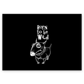 Поздравительная открытка с принтом Born to be wild в Петрозаводске, 100% бумага | плотность бумаги 280 г/м2, матовая, на обратной стороне линовка и место для марки
 | Тематика изображения на принте: angry | animals | authority | b | black and white | bull terrier | bully | cool | dog | fight | illustration | swag | thug | wild | авторитет | бандит | бойцовый | бультерьер | дикий | животные | злой | иллюстрация | крутой | надпись | ошейник | п
