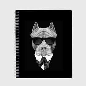 Тетрадь с принтом Питбуль в Петрозаводске, 100% бумага | 48 листов, плотность листов — 60 г/м2, плотность картонной обложки — 250 г/м2. Листы скреплены сбоку удобной пружинной спиралью. Уголки страниц и обложки скругленные. Цвет линий — светло-серый
 | Тематика изображения на принте: animals | black | black and white | cool | dog | fight | gentleman | head | illustration | pitbull | swag | white | авторитет | белая | бойцовый | галстук бабочка | голова | джентльмен | животные | иллюстрация | костюм | крутой | очки | 