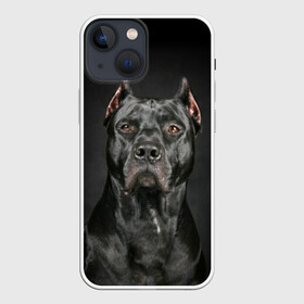 Чехол для iPhone 13 mini с принтом Питбуль в Петрозаводске,  |  | animal | black | breed | bull | combat | dog | ears | eyes | image | muzzle | nose | pit bull | portrait | боевой | бугай | глаза | животное | изображение | нос | пес | питбуль | порода | портрет | псина | собака | уши | черный