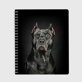 Тетрадь с принтом Питбуль в Петрозаводске, 100% бумага | 48 листов, плотность листов — 60 г/м2, плотность картонной обложки — 250 г/м2. Листы скреплены сбоку удобной пружинной спиралью. Уголки страниц и обложки скругленные. Цвет линий — светло-серый
 | animal | black | breed | bull | combat | dog | ears | eyes | image | muzzle | nose | pit bull | portrait | боевой | бугай | глаза | животное | изображение | нос | пес | питбуль | порода | портрет | псина | собака | уши | черный