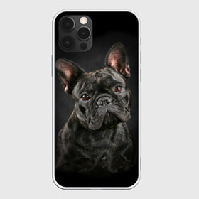 Чехол для iPhone 12 Pro Max с принтом Французский бульдог в Петрозаводске, Силикон |  | Тематика изображения на принте: animal | background | beast | black | breed | bulldog | cool | cute | dog | ears | french | jaw | look | muzzle | portrait | wool | бульдог | взгляд | животное | зверь | милый | пёс | порода | портрет | прикольно | псина | собака | уши | фон | фра