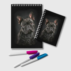 Блокнот с принтом Французский бульдог в Петрозаводске, 100% бумага | 48 листов, плотность листов — 60 г/м2, плотность картонной обложки — 250 г/м2. Листы скреплены удобной пружинной спиралью. Цвет линий — светло-серый
 | animal | background | beast | black | breed | bulldog | cool | cute | dog | ears | french | jaw | look | muzzle | portrait | wool | бульдог | взгляд | животное | зверь | милый | пёс | порода | портрет | прикольно | псина | собака | уши | фон | фра