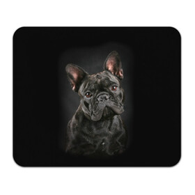 Коврик для мышки прямоугольный с принтом Французский бульдог в Петрозаводске, натуральный каучук | размер 230 х 185 мм; запечатка лицевой стороны | animal | background | beast | black | breed | bulldog | cool | cute | dog | ears | french | jaw | look | muzzle | portrait | wool | бульдог | взгляд | животное | зверь | милый | пёс | порода | портрет | прикольно | псина | собака | уши | фон | фра