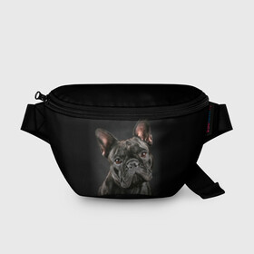 Поясная сумка 3D с принтом Французский бульдог в Петрозаводске, 100% полиэстер | плотная ткань, ремень с регулируемой длиной, внутри несколько карманов для мелочей, основное отделение и карман с обратной стороны сумки застегиваются на молнию | animal | background | beast | black | breed | bulldog | cool | cute | dog | ears | french | jaw | look | muzzle | portrait | wool | бульдог | взгляд | животное | зверь | милый | пёс | порода | портрет | прикольно | псина | собака | уши | фон | фра