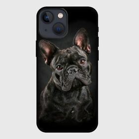 Чехол для iPhone 13 mini с принтом Французский бульдог в Петрозаводске,  |  | animal | background | beast | black | breed | bulldog | cool | cute | dog | ears | french | jaw | look | muzzle | portrait | wool | бульдог | взгляд | животное | зверь | милый | пёс | порода | портрет | прикольно | псина | собака | уши | фон | фра