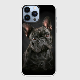 Чехол для iPhone 13 Pro Max с принтом Французский бульдог в Петрозаводске,  |  | animal | background | beast | black | breed | bulldog | cool | cute | dog | ears | french | jaw | look | muzzle | portrait | wool | бульдог | взгляд | животное | зверь | милый | пёс | порода | портрет | прикольно | псина | собака | уши | фон | фра