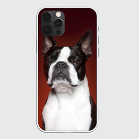 Чехол для iPhone 12 Pro Max с принтом Французский бульдог в Петрозаводске, Силикон |  | animal | background | beast | black | breed | bulldog | color | cool | cute | dog | e | jaw | look | muzzle | portrait | red | white | белый | бульдог | взгляд | животное | зверь | красный | милый | пёс | порода | портрет | прикольно | псина | соб