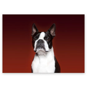 Поздравительная открытка с принтом Французский бульдог в Петрозаводске, 100% бумага | плотность бумаги 280 г/м2, матовая, на обратной стороне линовка и место для марки
 | Тематика изображения на принте: animal | background | beast | black | breed | bulldog | color | cool | cute | dog | e | jaw | look | muzzle | portrait | red | white | белый | бульдог | взгляд | животное | зверь | красный | милый | пёс | порода | портрет | прикольно | псина | соб