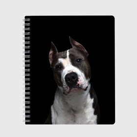 Тетрадь с принтом Американский питбуль в Петрозаводске, 100% бумага | 48 листов, плотность листов — 60 г/м2, плотность картонной обложки — 250 г/м2. Листы скреплены сбоку удобной пружинной спиралью. Уголки страниц и обложки скругленные. Цвет линий — светло-серый
 | animal | black | breed | bull | dog | ears | eyes | fight | fighting | image | muzzle | nose | pit bull | portrait | terrier | white | белый | боевой | бойцовая | бугай | глаза | животное | изображение | нос | пес | питбуль | порода | портрет | пс