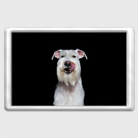 Магнит 45*70 с принтом Белый шнауцер в Петрозаводске, Пластик | Размер: 78*52 мм; Размер печати: 70*45 | animal | background | beast | black | breed | cool | cute | dog | ears | fangs | jaw | look | muzzle | portrait | tongue | white | wool | белый | взгляд | животное | зверь | клыки | милый | пёс | порода | портрет | прикольно | псина | собака | уши