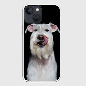 Чехол для iPhone 13 mini с принтом Белый шнауцер в Петрозаводске,  |  | animal | background | beast | black | breed | cool | cute | dog | ears | fangs | jaw | look | muzzle | portrait | tongue | white | wool | белый | взгляд | животное | зверь | клыки | милый | пёс | порода | портрет | прикольно | псина | собака | уши