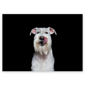 Поздравительная открытка с принтом Белый шнауцер в Петрозаводске, 100% бумага | плотность бумаги 280 г/м2, матовая, на обратной стороне линовка и место для марки
 | Тематика изображения на принте: animal | background | beast | black | breed | cool | cute | dog | ears | fangs | jaw | look | muzzle | portrait | tongue | white | wool | белый | взгляд | животное | зверь | клыки | милый | пёс | порода | портрет | прикольно | псина | собака | уши