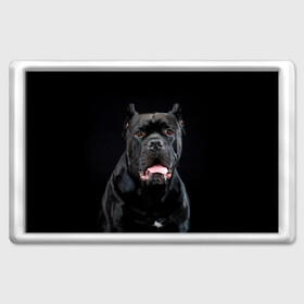 Магнит 45*70 с принтом Черный кан - корсо в Петрозаводске, Пластик | Размер: 78*52 мм; Размер печати: 70*45 | animal | background | beast | black | breed | can   corso | cool | cute | dog | ears | fangs | jaw | look | muzzle | portrait | tongue | wool | взгляд | животное | зверь | кан   корсо | клыки | милый | пёс | порода | портрет | прикольно | псина | 