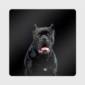 Магнит виниловый Квадрат с принтом Черный кан - корсо в Петрозаводске, полимерный материал с магнитным слоем | размер 9*9 см, закругленные углы | animal | background | beast | black | breed | can   corso | cool | cute | dog | ears | fangs | jaw | look | muzzle | portrait | tongue | wool | взгляд | животное | зверь | кан   корсо | клыки | милый | пёс | порода | портрет | прикольно | псина | 