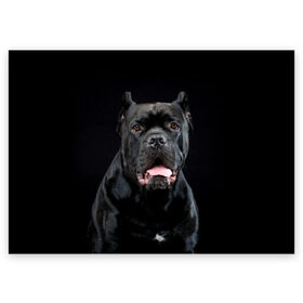 Поздравительная открытка с принтом Черный кан - корсо в Петрозаводске, 100% бумага | плотность бумаги 280 г/м2, матовая, на обратной стороне линовка и место для марки
 | animal | background | beast | black | breed | can   corso | cool | cute | dog | ears | fangs | jaw | look | muzzle | portrait | tongue | wool | взгляд | животное | зверь | кан   корсо | клыки | милый | пёс | порода | портрет | прикольно | псина | 
