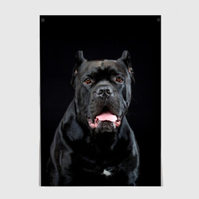 Постер с принтом Черный кан - корсо в Петрозаводске, 100% бумага
 | бумага, плотность 150 мг. Матовая, но за счет высокого коэффициента гладкости имеет небольшой блеск и дает на свету блики, но в отличии от глянцевой бумаги не покрыта лаком | animal | background | beast | black | breed | can   corso | cool | cute | dog | ears | fangs | jaw | look | muzzle | portrait | tongue | wool | взгляд | животное | зверь | кан   корсо | клыки | милый | пёс | порода | портрет | прикольно | псина | 