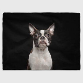 Плед 3D с принтом Бостонский терьер в Петрозаводске, 100% полиэстер | закругленные углы, все края обработаны. Ткань не мнется и не растягивается | animal | background | beast | black | boston | breed | color | cool | cute | dog | ears | jaw | look | muzzle | pet | portrait | terrier | white | wool | белый | бостон | взгляд | животное | зверь | милый | пёс | питомец | порода | портрет | прико