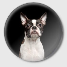Значок с принтом Бостонский терьер в Петрозаводске,  металл | круглая форма, металлическая застежка в виде булавки | Тематика изображения на принте: animal | background | beast | black | boston | breed | color | cool | cute | dog | ears | jaw | look | muzzle | pet | portrait | terrier | white | wool | белый | бостон | взгляд | животное | зверь | милый | пёс | питомец | порода | портрет | прико