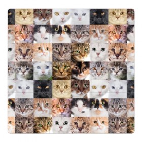 Магнитный плакат 3Х3 с принтом Кошачий коллаж в Петрозаводске, Полимерный материал с магнитным слоем | 9 деталей размером 9*9 см | breed | cat | cats | collage | eyes | fluffy | funny | kitten | look | meow | mustache | muzzle | photo | squares | взгляд | глаза | квадраты | коллаж | кот | котёнок | котики | кошка | мяу | порода | прикольный | пушистый | усы | фото