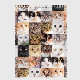 Скетчбук с принтом Кошачий коллаж в Петрозаводске, 100% бумага
 | 48 листов, плотность листов — 100 г/м2, плотность картонной обложки — 250 г/м2. Листы скреплены сверху удобной пружинной спиралью | Тематика изображения на принте: breed | cat | cats | collage | eyes | fluffy | funny | kitten | look | meow | mustache | muzzle | photo | squares | взгляд | глаза | квадраты | коллаж | кот | котёнок | котики | кошка | мяу | порода | прикольный | пушистый | усы | фото