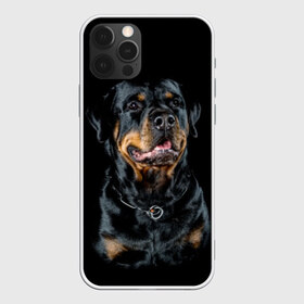 Чехол для iPhone 12 Pro Max с принтом Ротвейлер в Петрозаводске, Силикон |  | animal | black | breed | collar | dog | friend | glance | gloss | man | muzzle | rottweiler | взгляд | друг | животное | лоск | ошейник | пёс | порода | ротвейлер | собака | человека | черный