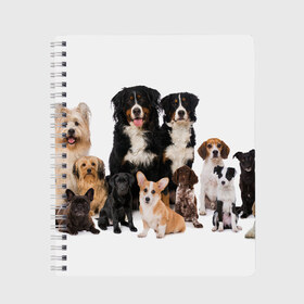 Тетрадь с принтом Породистые собаки в Петрозаводске, 100% бумага | 48 листов, плотность листов — 60 г/м2, плотность картонной обложки — 250 г/м2. Листы скреплены сбоку удобной пружинной спиралью. Уголки страниц и обложки скругленные. Цвет линий — светло-серый
 | animal | bernese | breed | bulldog | corgi | cute | dog | french | funny | jack | labrador | mountain dog | muzzle | paws | pug | puppy | spaniel | бернский | бульдог | джек рассел | животное | забавный | зенненхунд | корги | лабрадор | лапы | милый