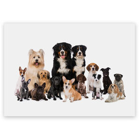 Поздравительная открытка с принтом Породистые собаки в Петрозаводске, 100% бумага | плотность бумаги 280 г/м2, матовая, на обратной стороне линовка и место для марки
 | animal | bernese | breed | bulldog | corgi | cute | dog | french | funny | jack | labrador | mountain dog | muzzle | paws | pug | puppy | spaniel | бернский | бульдог | джек рассел | животное | забавный | зенненхунд | корги | лабрадор | лапы | милый