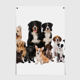 Постер с принтом Породистые собаки в Петрозаводске, 100% бумага
 | бумага, плотность 150 мг. Матовая, но за счет высокого коэффициента гладкости имеет небольшой блеск и дает на свету блики, но в отличии от глянцевой бумаги не покрыта лаком | animal | bernese | breed | bulldog | corgi | cute | dog | french | funny | jack | labrador | mountain dog | muzzle | paws | pug | puppy | spaniel | бернский | бульдог | джек рассел | животное | забавный | зенненхунд | корги | лабрадор | лапы | милый