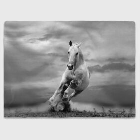 Плед 3D с принтом Белая лошадь в Петрозаводске, 100% полиэстер | закругленные углы, все края обработаны. Ткань не мнется и не растягивается | animal | beautiful | gloss | horse | mane | mustang | muzzle | nature | white | wild | белый | грива | дикий | животное | конь | красивый | лоск | лошадь | мустанг | природа | скакун