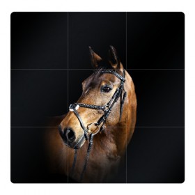 Магнитный плакат 3Х3 с принтом Гнедая лошадь в Петрозаводске, Полимерный материал с магнитным слоем | 9 деталей размером 9*9 см | Тематика изображения на принте: animal | beautiful | black | brown | eyes | gloss | harness | horse | look | muzzle | взгляд | глаза | гнедая | гнедой | животное | конь | коричневый | красивый | лоск | лошадь | сбруя | скакун | черный