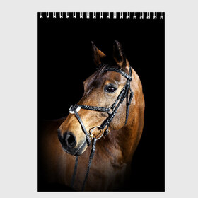Скетчбук с принтом Гнедая лошадь в Петрозаводске, 100% бумага
 | 48 листов, плотность листов — 100 г/м2, плотность картонной обложки — 250 г/м2. Листы скреплены сверху удобной пружинной спиралью | animal | beautiful | black | brown | eyes | gloss | harness | horse | look | muzzle | взгляд | глаза | гнедая | гнедой | животное | конь | коричневый | красивый | лоск | лошадь | сбруя | скакун | черный