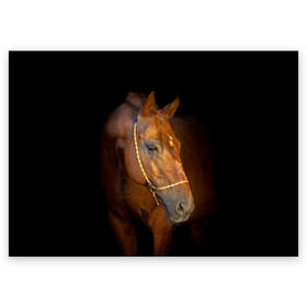 Поздравительная открытка с принтом Гнедая лошадь в Петрозаводске, 100% бумага | плотность бумаги 280 г/м2, матовая, на обратной стороне линовка и место для марки
 | animal | beautiful | black | brown | eyes | gloss | harness | horse | look | muzzle | взгляд | глаза | гнедой | животное | конь | коричневый | красивый | лоск | лошадь | сбруя | скакун | черный