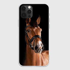 Чехол для iPhone 12 Pro Max с принтом Гнедая лошадь в Петрозаводске, Силикон |  | Тематика изображения на принте: animal | beautiful | black | brown | eyes | gloss | harness | horse | look | muzzle | взгляд | глаза | гнедая | животное | конь | коричневый | красивый | лоск | лошадь | сбруя | скакун | черный