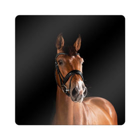 Магнит виниловый Квадрат с принтом Гнедая лошадь в Петрозаводске, полимерный материал с магнитным слоем | размер 9*9 см, закругленные углы | animal | beautiful | black | brown | eyes | gloss | harness | horse | look | muzzle | взгляд | глаза | гнедая | животное | конь | коричневый | красивый | лоск | лошадь | сбруя | скакун | черный