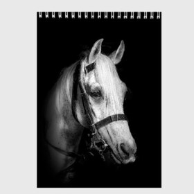 Скетчбук с принтом Белая лошадь в Петрозаводске, 100% бумага
 | 48 листов, плотность листов — 100 г/м2, плотность картонной обложки — 250 г/м2. Листы скреплены сверху удобной пружинной спиралью | animal | beautiful | black | eyes | gloss | harness | horse | look | muzzle | white | белый | взгляд | глаза | животное | конь | красивый | лоск | лошадь | сбруя | скакун