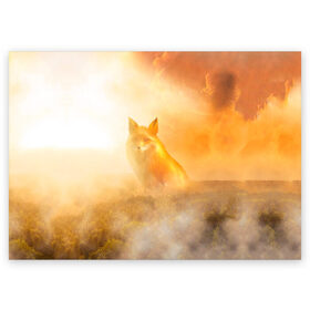 Поздравительная открытка с принтом Лисичка в тумане в Петрозаводске, 100% бумага | плотность бумаги 280 г/м2, матовая, на обратной стороне линовка и место для марки
 | Тематика изображения на принте: animals | forest | fox | арт | животное | лес | лиса | лисичка | облака | рисунок | рыжая лиса | туман