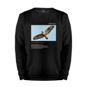 Мужской свитшот хлопок с принтом Saker falcon в Петрозаводске, 100% хлопок |  | animals | red book | red list | животные | животные из красной книги | красная книга | редкие животные