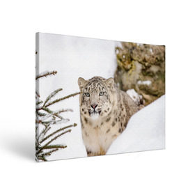 Холст прямоугольный с принтом Ирбис в Петрозаводске, 100% ПВХ |  | Тематика изображения на принте: snow leopard | барс | барсы | животное | животные | звери | зверь | зима | зимы | ирбис | киски | кот | коты | кошачьи | кошка | кошки | мохнатые | мохнатый | пятнистые | пятнистый | снег | снежный