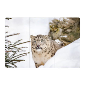 Магнитный плакат 3Х2 с принтом Ирбис в Петрозаводске, Полимерный материал с магнитным слоем | 6 деталей размером 9*9 см | Тематика изображения на принте: snow leopard | барс | барсы | животное | животные | звери | зверь | зима | зимы | ирбис | киски | кот | коты | кошачьи | кошка | кошки | мохнатые | мохнатый | пятнистые | пятнистый | снег | снежный